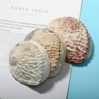 鲍鱼壳工艺装饰品